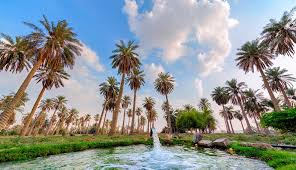 واحة الأحساء
